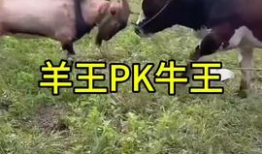 牛牛热在线视频,揭秘热门视频背后的魅力与影响力